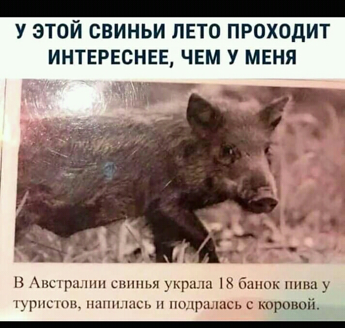 а ниденаеенс леонид анаеееенеаенеены У ЭТОЙ СВИНЬИ ЛЕТО ПРОХОДИТ ИНТЕРЕСНЕЕ ЧЕМ У МЕНЯ НИ в В Австралии свинья украла 18 банок пива у туристов напилась и подралась с коровой