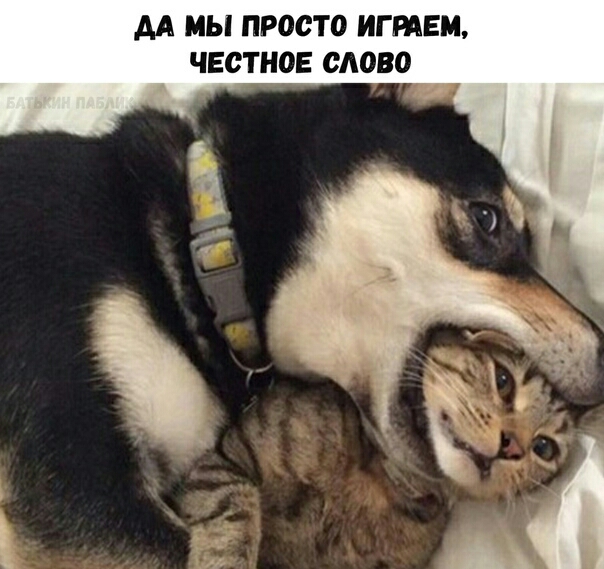 АА МЫ ПРОСТО ИГ РАЕН ЧЕСТНОЕ ОАОВО