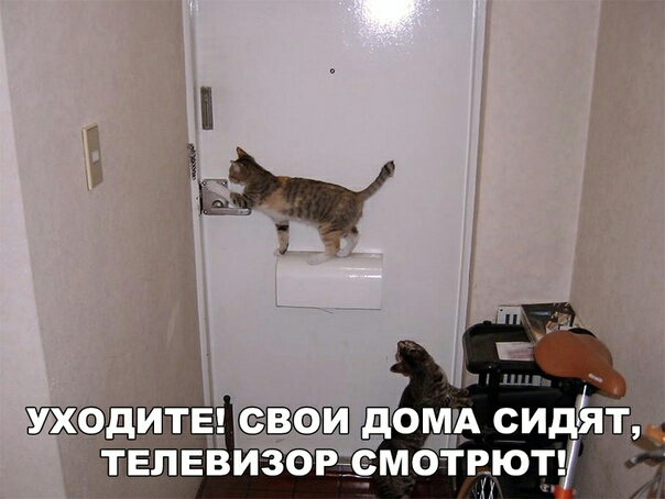 Ежедиц ВЕЛ доши сидЁят тЕЛЕвизеР смотрю п