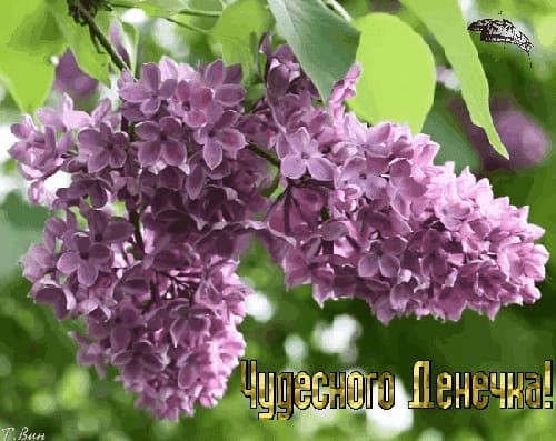 _чг ц ні 711
