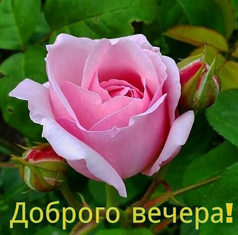 Доб_рог__о вечера