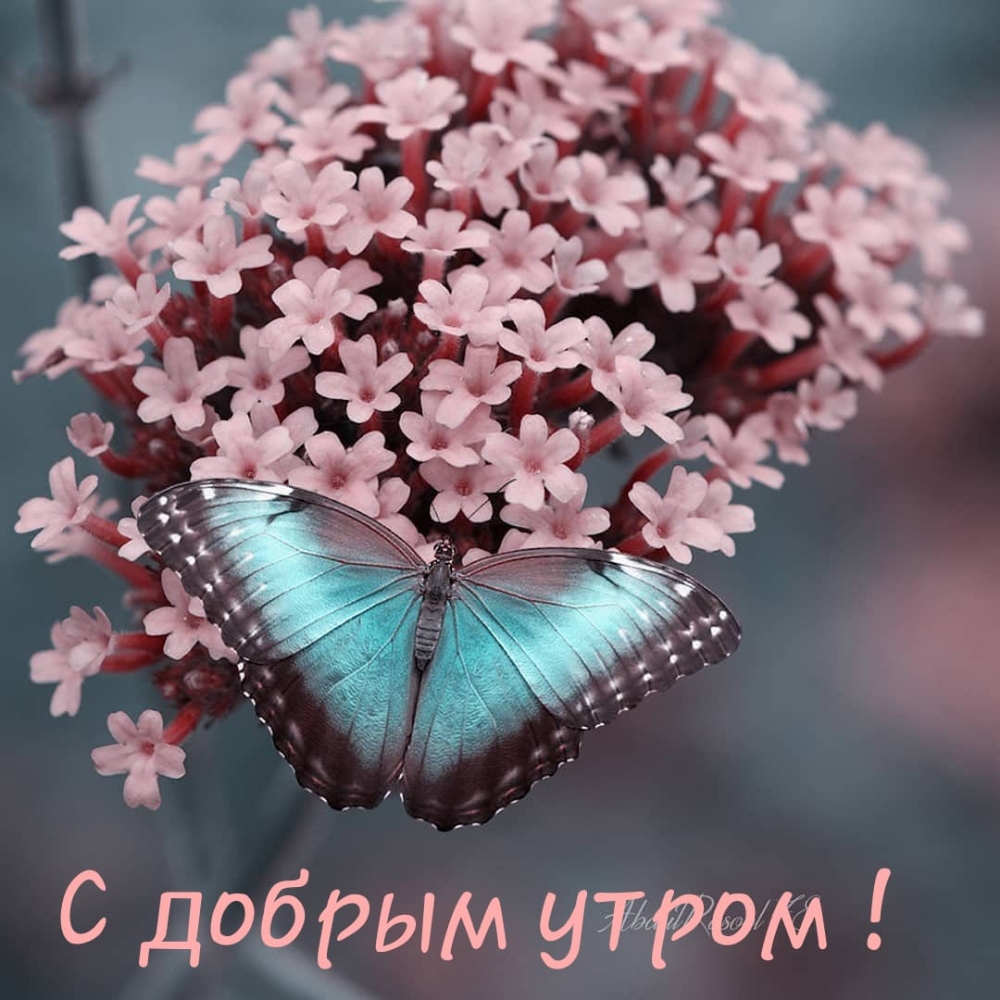 с добрым утам