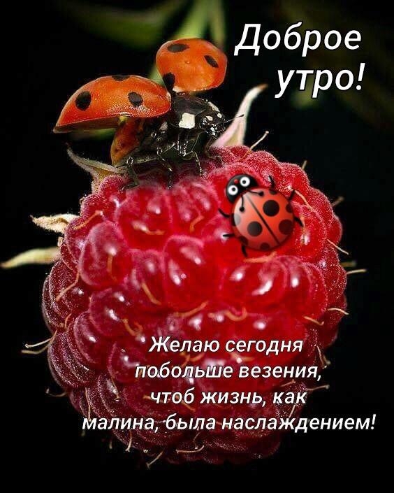 ь _ Жетдю сёгодня побоцьте везеііия 441106 жизнр ка А инаубыламасдаЁКдением А1 и