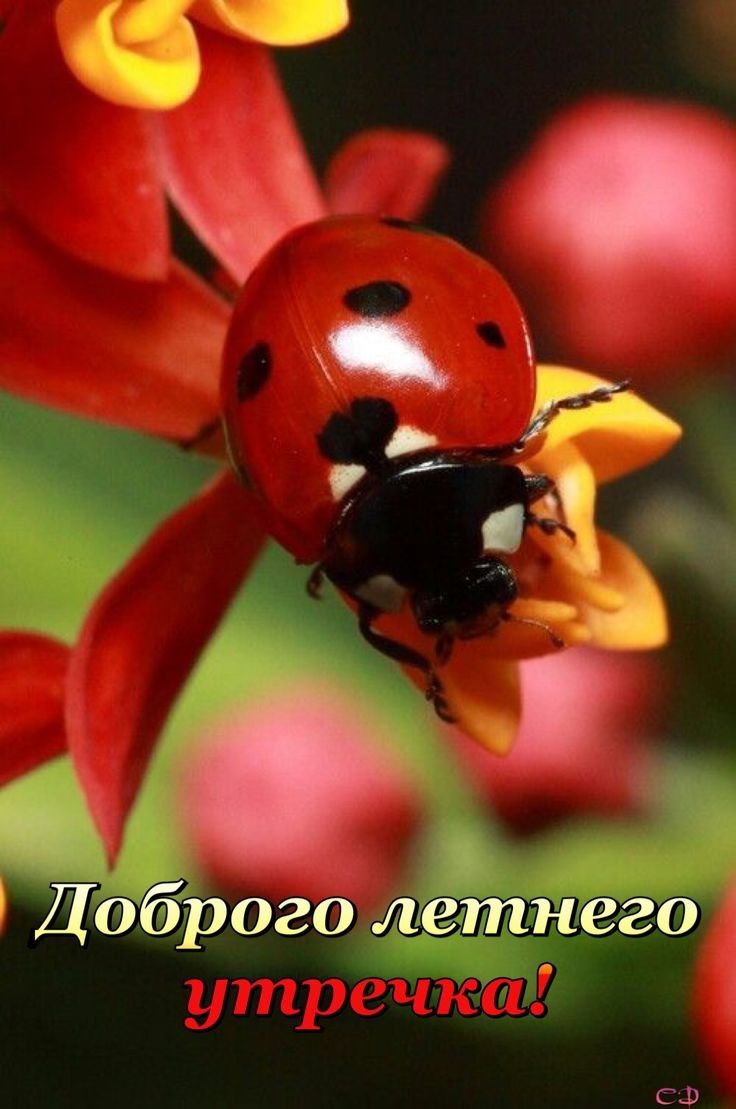 рого матиего 1 СВ