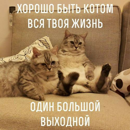 Х0Р0ШП БЫТЬ КОТПМ ВСЯ ТВОЯ ЖИЗНЬ т ОДИН БОЛЬШОЙ ВЫХОДНОЙ