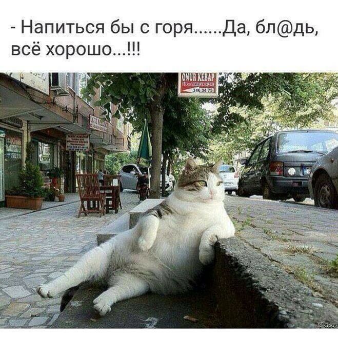 Напиться бы с горя Да блдь всё хорошо