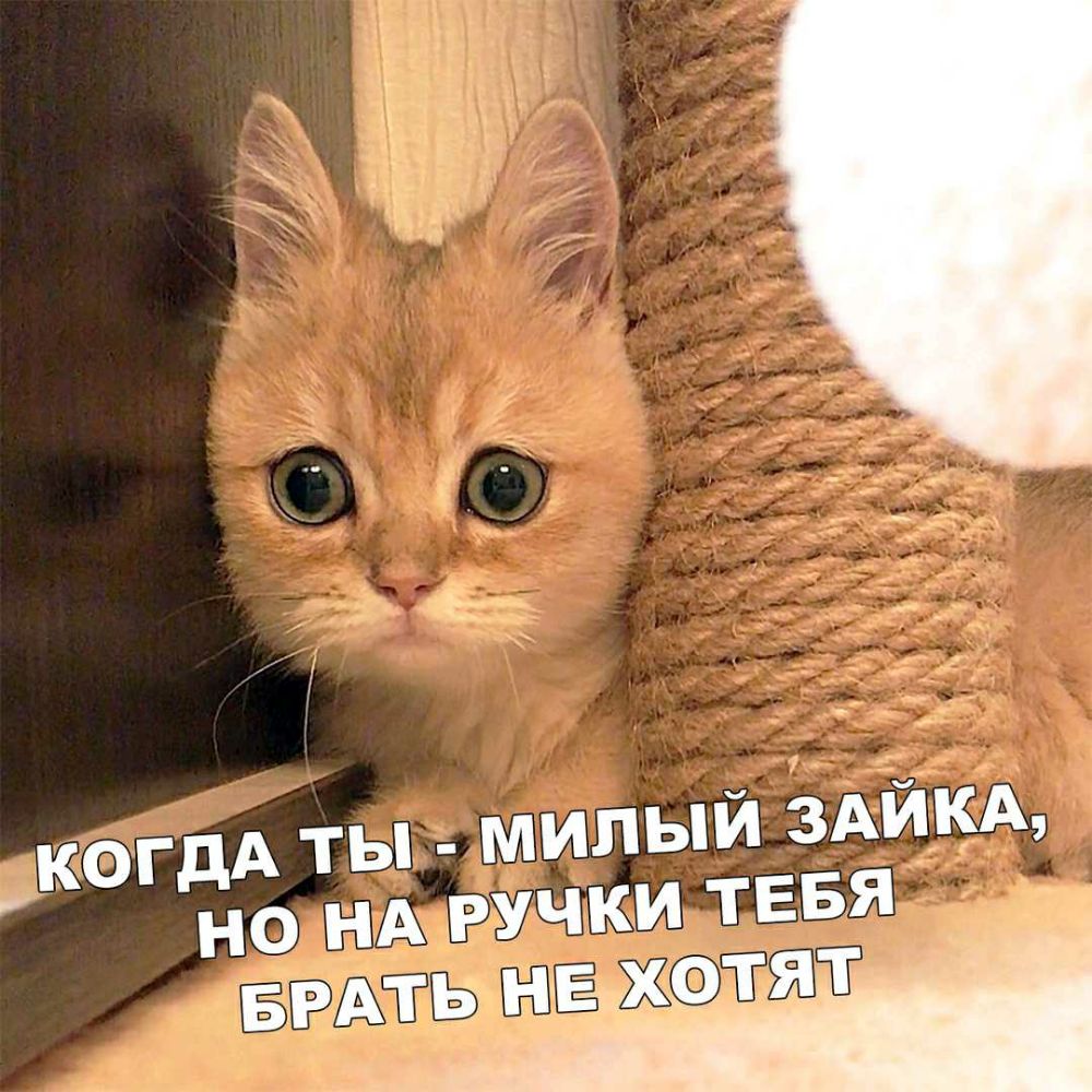 МИЛЫЙ ЗАЙКА когдА ты учки тввя __ н9 НАР