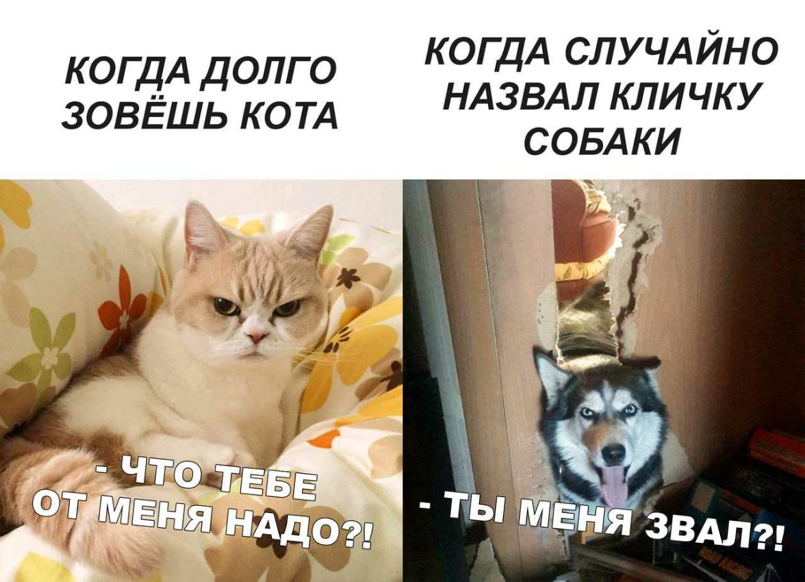 КОГДА СЛУЧАЙНО НАЗВАЛ кличку СОБАКИ г я Г КОГДА долго ЗОВЁШЬ КОТА