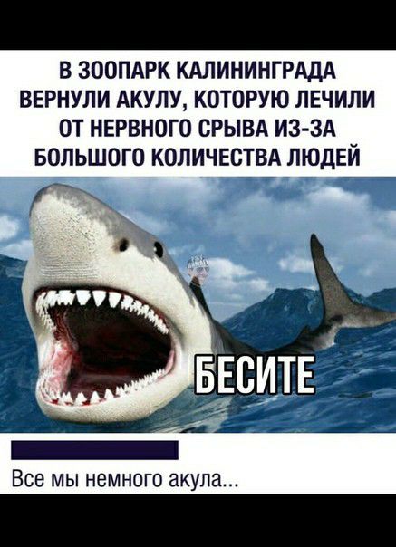 В ЗООПАРК КАЛИНИНГРАДА ВЕРНУЛИ АКУЛУ КОТОРУЮ ЛЕЧИЛИ ОТ НЕРВНОГО СРЫВА ИЗ ЗА БОЛЬШОГО КОЛИЧЕСТВА ЛЮДЕЙ _ Все МЫ НЕМНОГО акула