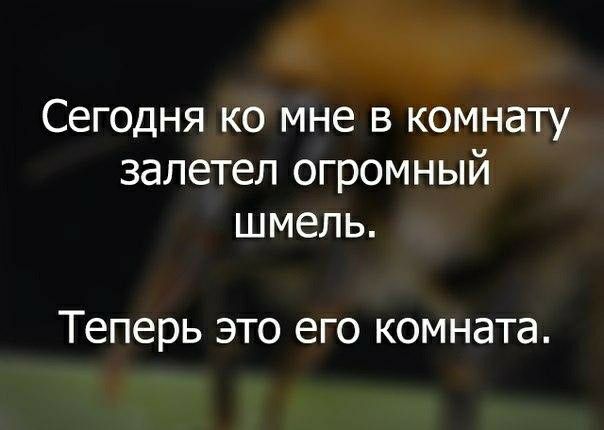 Сегодня ко мне в комнату залетел огромный шмель Теперь это его комната