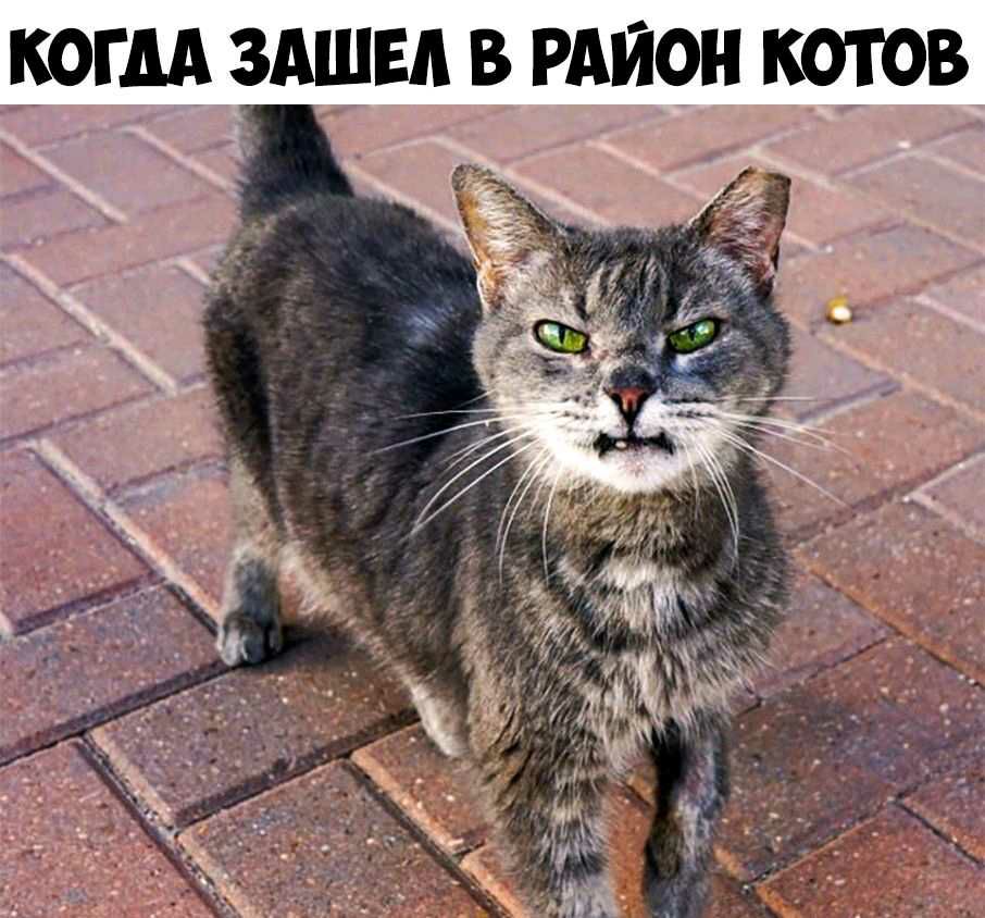 ИОН КОТОВ КОГДА ЗАШЕА В РА
