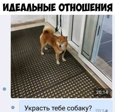 ИдЕМЬНЫЕ ОТНОШЕНИЯ Украсть тебе собаку