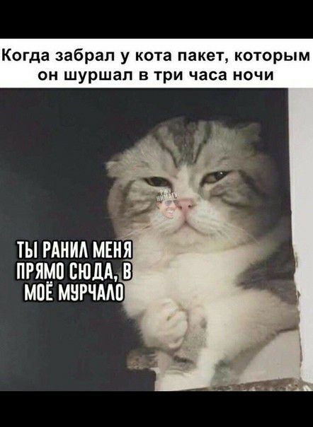 Когда забрал у кота пакет которым ОН шуршап В три часа НОЧИ ты мнил мння пгямп сюдд в мов мнгчмп