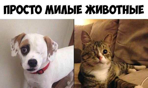 ПРОСТО МИАЫЕ ЖИВОТНЫЕ
