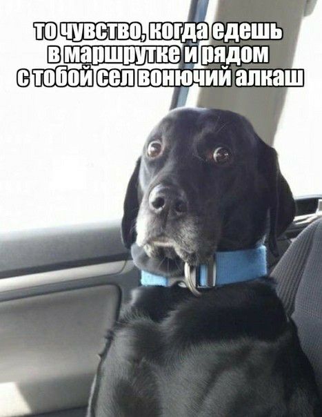 ПВМ ногда едешь Вмапшшпив и видам Втпбой НЕШвпннічий апнаш