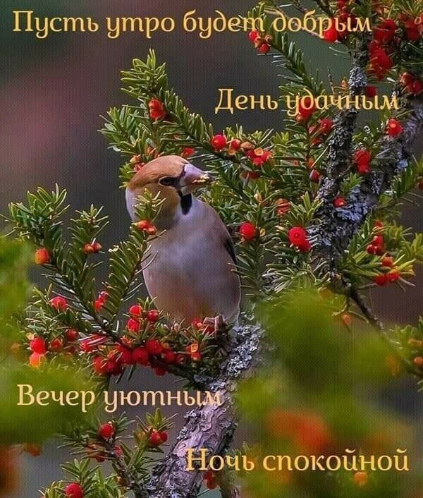 Пусть утро 6969
