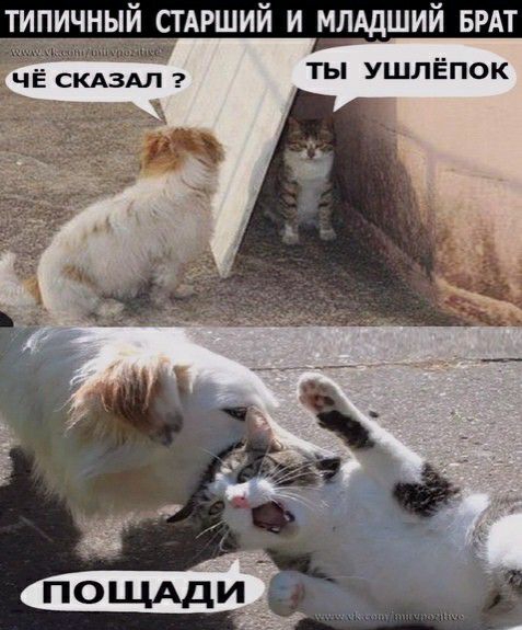 типичный тдрший и млддший БРАТ ты ушлёпок