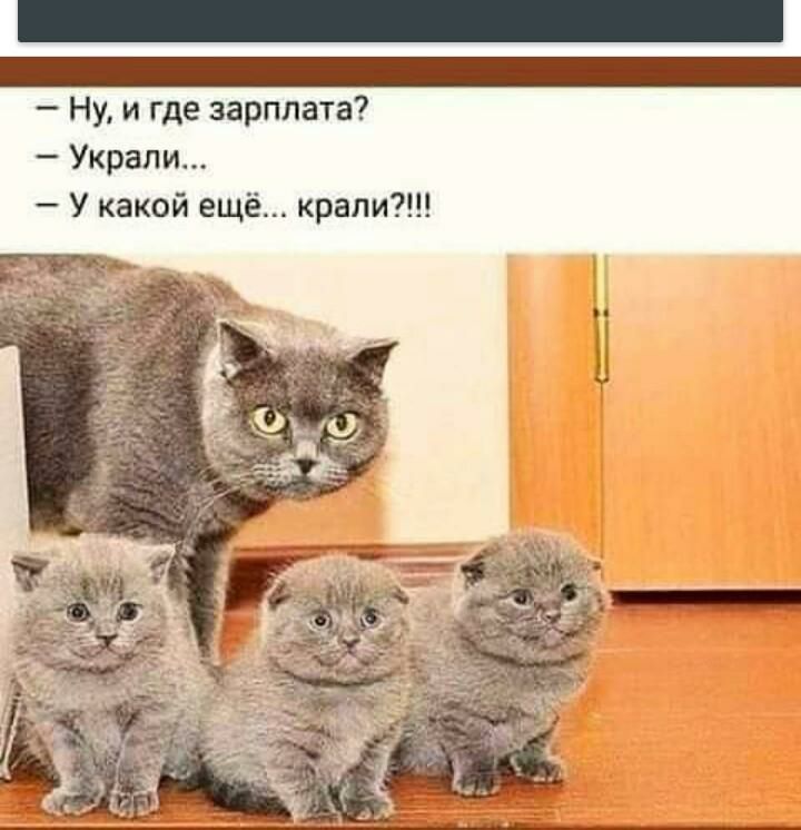 Ну и где зарплата Украли У какой ещё крапи