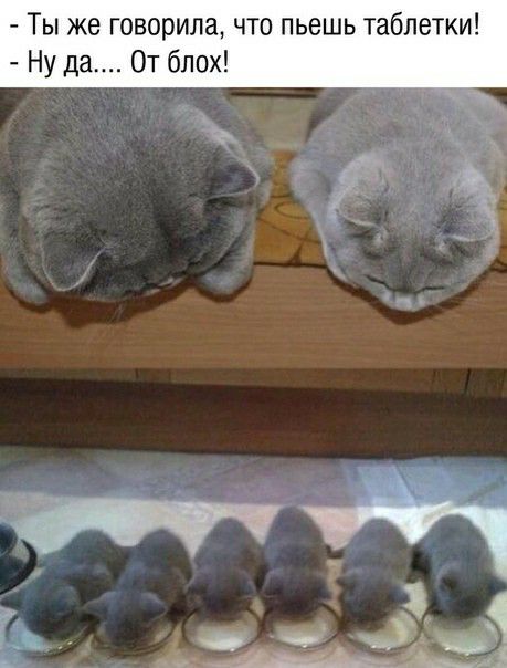 Ты же говорила что пьешь таблетки Ну да От блох