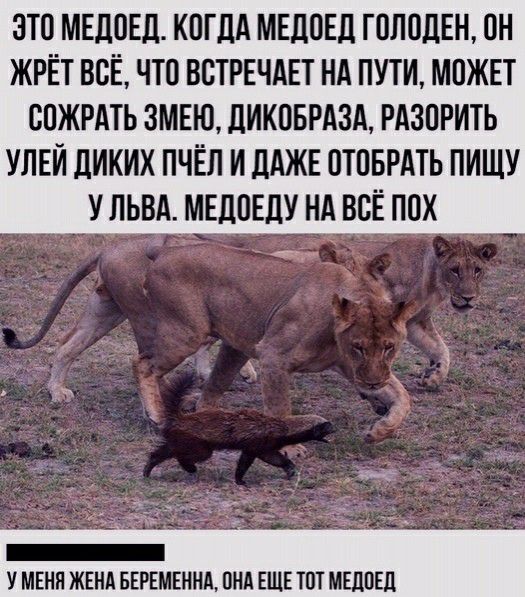 ЭТО МЕДВЕД КОГДА МЕДОЕД ГВЛПДЕН ПН ЖРЁТ ВСЕ ЧТО ВСТРЕЧАЕТ Нд ПУТИ МОЖЕТ СПЖРАТЬ ЗМЕЮ ЛИКПБРАЗА РАЗПРИТЬ УЛЕЙ ЛИКИХ ПЧЁП И ДАЖЕ ПТВБРАТЬ ПИЩУ У ЛЬВА МЕЦОЕЛУ НА ВЁ ППХ _ У МЕНЯ ЖЕНА БЕРЕМЕННД ПНА ЕЩЕ ШТ МЕЛПЕЛ