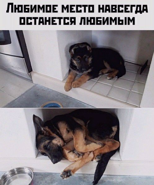 ПШБИМПЕ МЕБТП НАВСЕГДА ППТАНПСП ЛЮБИМЫМ