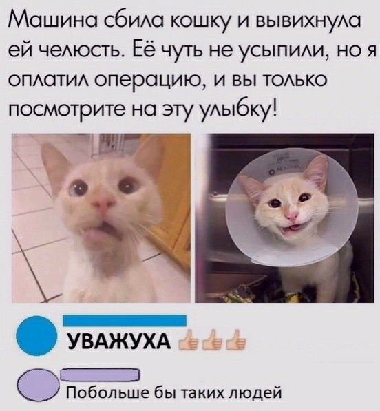 Машина сбим кошку и вывихнуАо ей чеАюсть Её чуть не усыпим но я опюти операцию и вы ТОАЬКО посмотрите на эту уАыбку ЧЁ Побольше бы таких людей