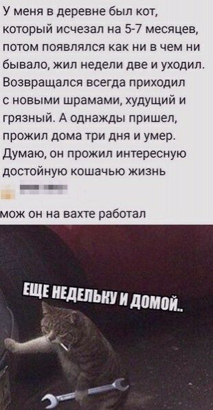 У меня в деревне был кот который исчезал на 57 месяцев потом появлялся как ни в чем ни бывало жил недели две и уходил Возвращался всегда приходил новыми шрамами худУЩий и грязный А однажды пришел прожил дома три дня и умер Думаю он прожил интересную достойную кошачью жизнь _ _ мож он на вахте работал ЩШддпмой