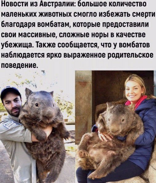 Новости из Австралии большое количество маленьких животных смогло избежать смерти благодаря вомбатан которые предоставили свои массивные сложные норы в качестве убежища Также сообщается что у вомбатов наблюдается ярко выраженное родительское ПОВЕДЕНИЕ