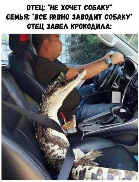 отвц не хочет соБАКУ сЕиья всЕ твно ЗАВОАИТ соБАКУ отец ЗАВЕА крокодим