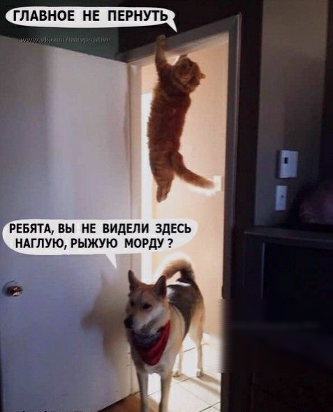 ГЛАВНОЕ НЕ ПЕРНУТЬ РЕБЯТА вы НЕ ВИдЕПИ ЗДЕСЬ НАГЛУЮ РЫЖУЮ МОРДУ