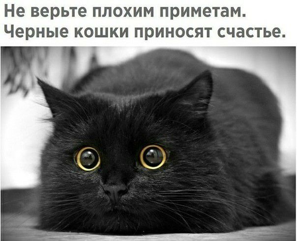 Не верьте ПЛОХИМ приметам черные КОШКИ ПРИНОСЯТ СЧдСТЬЕ г 1
