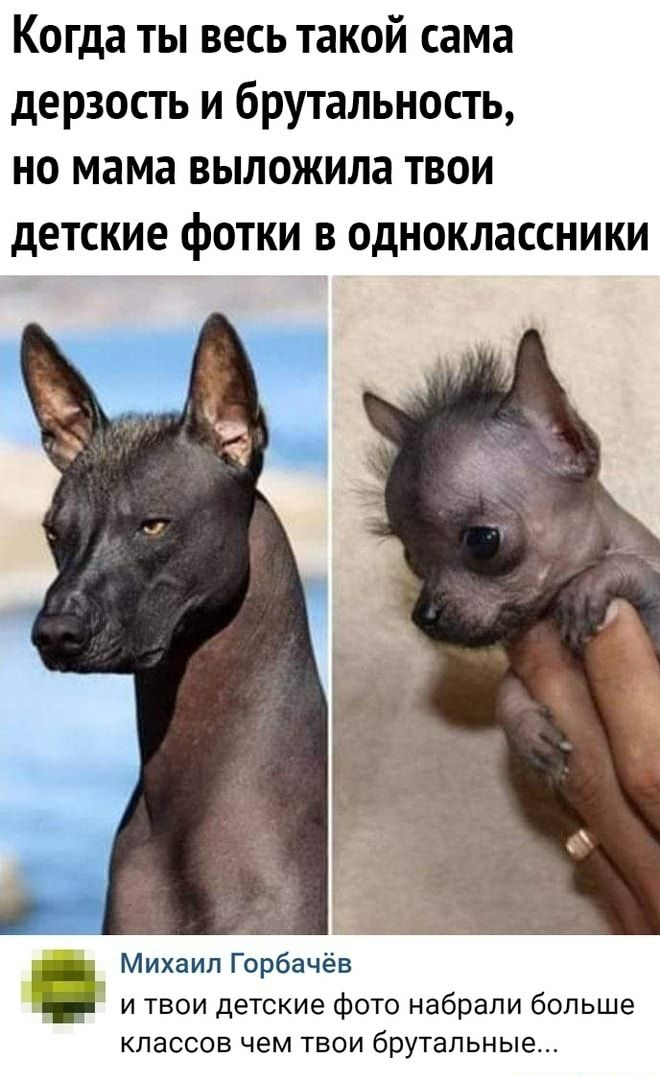 Когда ты весь такой сама дерзость и брутальность но мама выложила твои детские фОТКИ В ОДНОКЛЗССНИКИ _ Михаил Горбачёв и твои детские фото набрали больше КЛЗССОВ чем ТВОИ брутальные