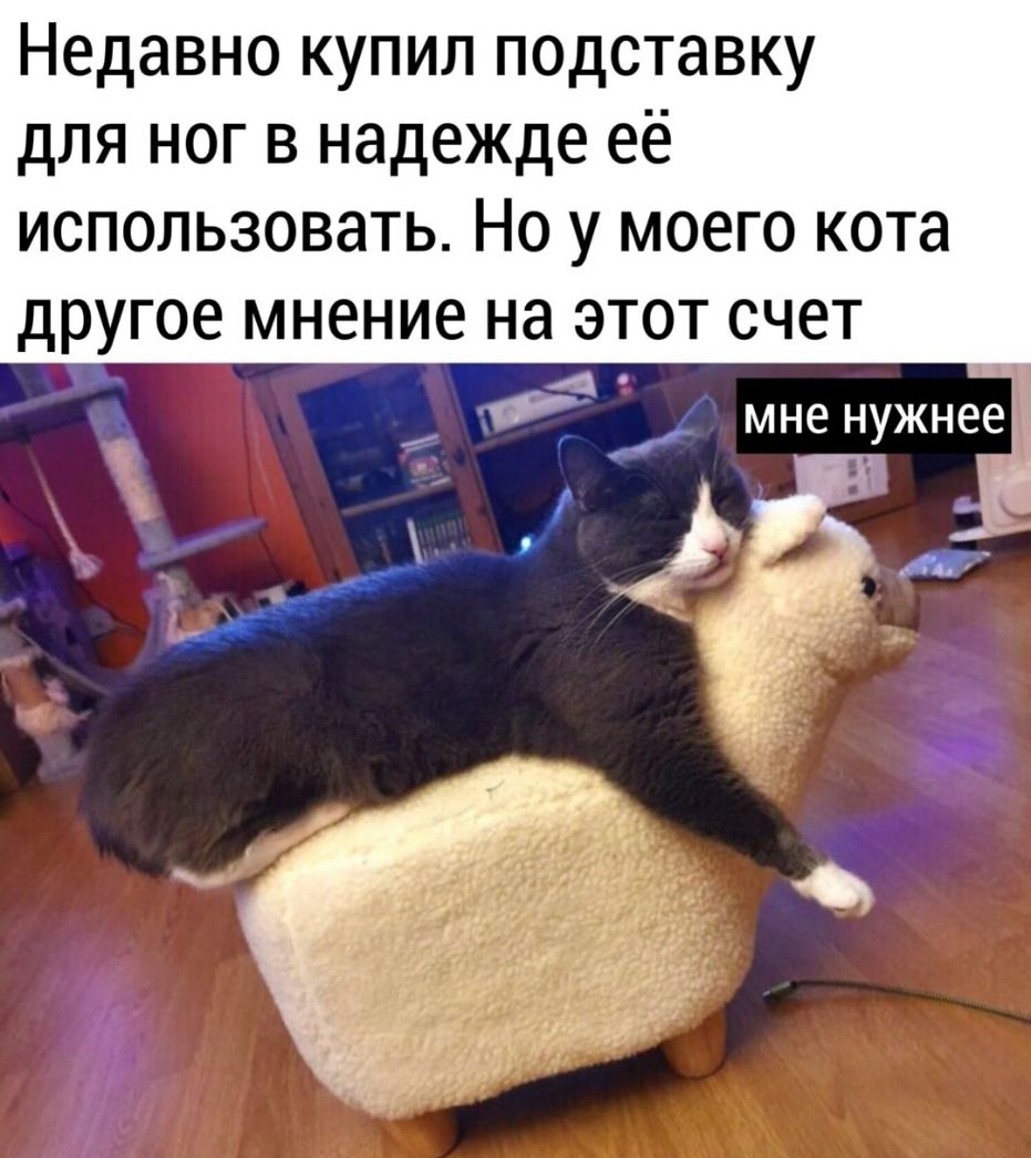 Недавно купил подставку для ног в надежде её использовать Но у моего кота другое мнение на этот счет