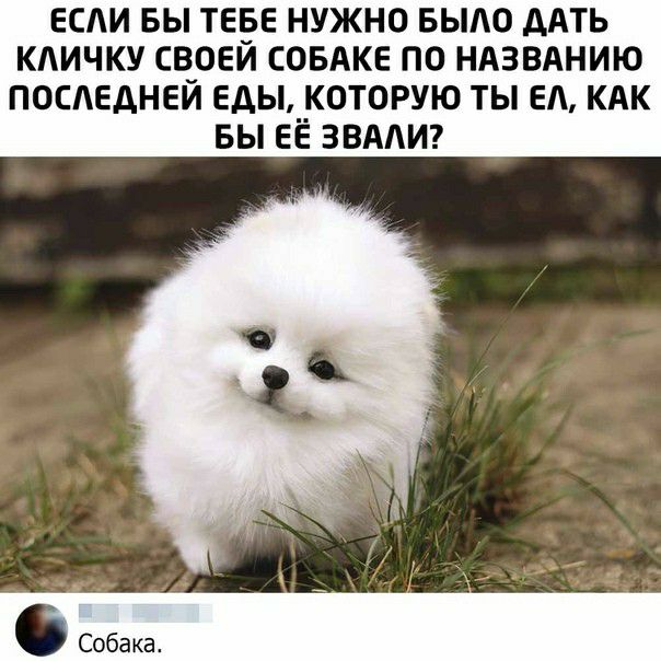 ЕСАИ БЫ ТЕБЕ НУЖНО БЫАО ДАТЬ КАИЧКУ СВОЕЙ СОБАКЕ ПО НАЗВАНИЮ ПОСАЕДНЕЙ еды КОТОРУЮ ТЫ ЕА КАК БЫ ЕЁ ЗВААИ