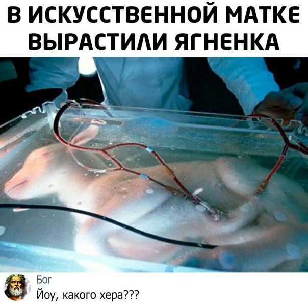 В ИСКУССТВЕННОЙ МАТКЕ ВЫРАСТИАИ ЯГНЕНКА Бог Йоу какого хера