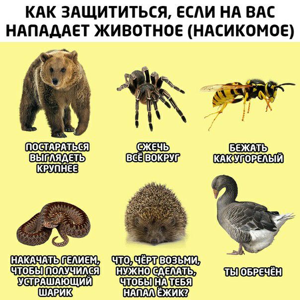 КАК 3АЩИТИТЬСЯ ЕСАИ НА ВАС НАПАААЕТ ЖИВОТНОЕ НАСИКОМОЕ пос тдрдтьс я ВЫГАЯДЕТЬ ВОКРУГ КРУПНЕЕ ндкячдтьшшшъ чтовы получим я Шшшдвмть ус трдшдющий нд ЁЖИК