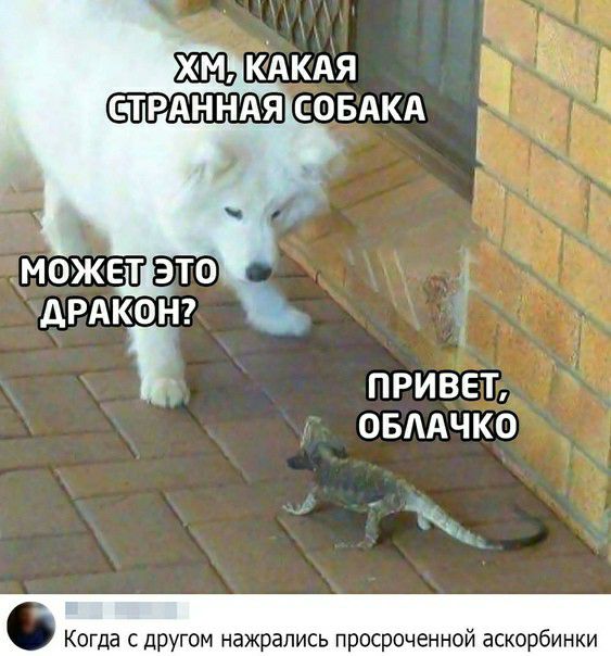 ПРИВЕТ ОБААЧКО Ч Когда с другом нажрались просроченной аскорбинки
