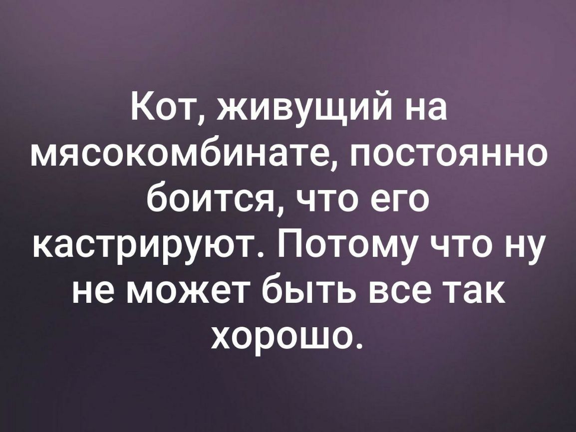 Кот живущий на мясокомбинате постоянно боится что его кастрируют Потому что ну не может быть все так хорошо