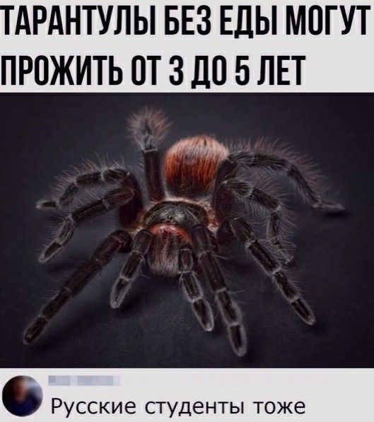 АРАНТУЛЫ БЕЗ ЕДЫ МОГУТ ПРПЖИТЬ ОТ 3 Ш 5 ЛЕТ жимы РУССКИЕ СТУДЕНТЫ тоже