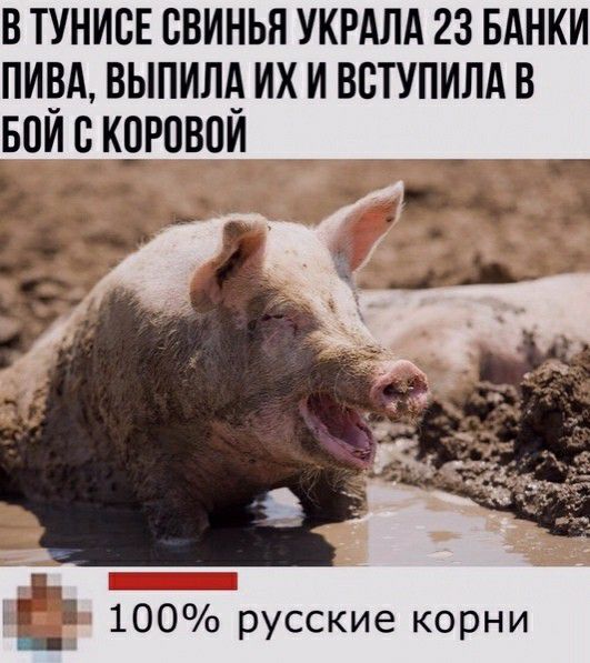 В ТУНИБЕ БВИНЬЯ УКРАЛА 23 БАНКИ ПИ_3А ВЫПИМ ИХ И ВСТУПИЛА В БПИ С КЦРПВПИ Ъ _ 100 русские корни