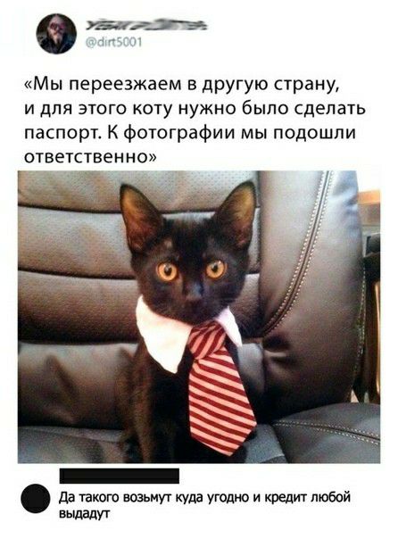 7 Мы переезжаем в другую страну И ДЛЯ ЭТОГО КОТу НУЖНО было сделать паспорт К Фотографии мы подошли ответственно да такого возьмут Куда угодно и любой вьшвлут