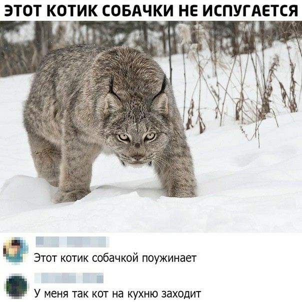 ЭТОТ КОТИК СОБАЧКИ НЕ ИСПУГАЕТСЯ Этот котик собачкой поужинает 2 У МЕНЯ ТЭК КОТ на КУХНЮ заходит