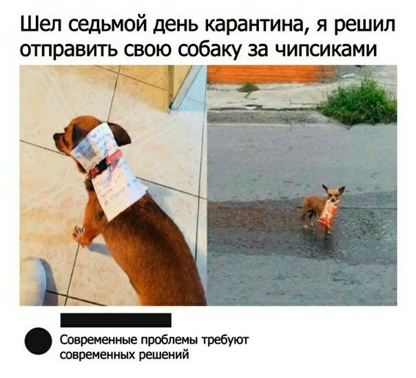 Шел седьмой день карантина я решил отправить свою собаку за чипсиками 7С Современные проблемы требуют современных решений