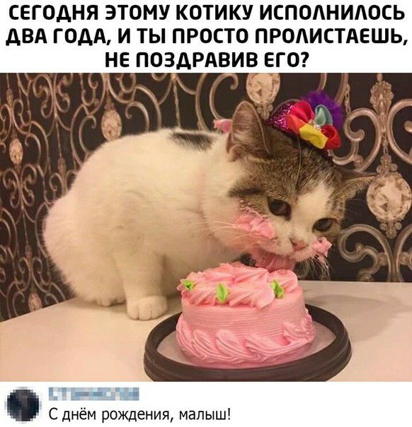 СЕГОДНЯ ЭТОМУ КОТИКУ ИСПОЛНИАОСЬ ДВА ГОДА И ТЫ ПРОСТО ПРОАИСТАЕШЬ НЕ ПОЗДРАВИВ ЕГО гг 1 С днём рождения малыш