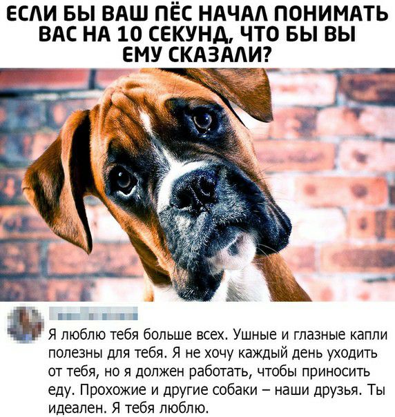 ЕСЛИ БЫ ВАШ ПЁС НАЧАА ПОНИМАТЬ ВАС НА 10 СЕКУНД ЧТО БЫ ВЫ ЕМУ СКАЗААИ_ УпЦ п е Я люблю тебя больше всех Ушные и глазные капли полезны для тебя Я не хочу каждый день уходить от тебя но я должен работать чтобы приносить еду Прохожие и другие собаки наШИ друзья Ты идеален Я тебя люблю
