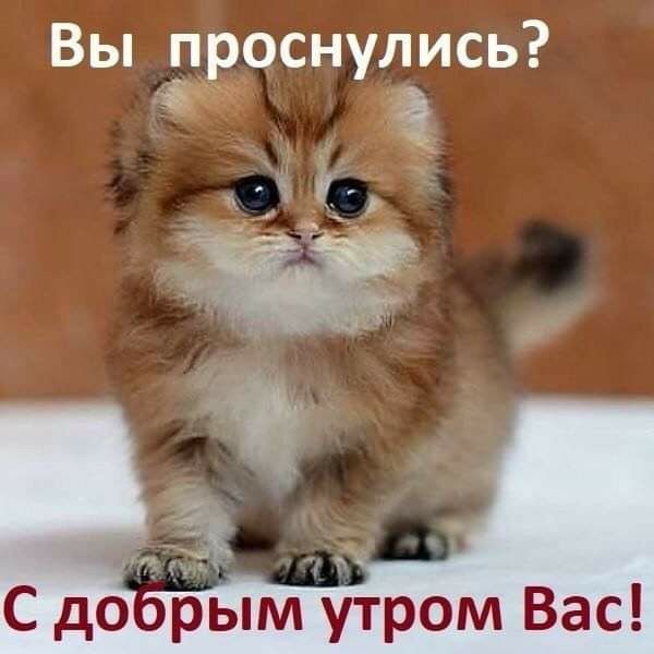 Вы пзоснулись д_1 С до рым утром Вас