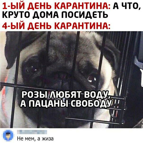 1 ЫЙ дЕНЬ КАРАНТИНА А ЧТО КРУТО ДОМА ПОСИДЕТЬ 4 ЫЙ ДЕНЬ КАРАНЕИНА РОЗЬПАЮБЯТ ВОДУ А ПАЦАНЫ СВОБОАУі Не мем а жиза