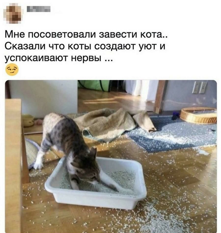 Мне ПОСОВЭТОВЭЛИ ЗЗВЭСТИ кота Сказали ЧТО КОТЫ создают УЮТ И УСПОКЗИВЭЮТ нервы