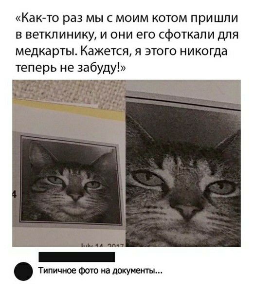 Как то раз мы с моим котом при шли в ветклинику и они его сфоткапи для медкарты Кажется я этого никогда теперь не забуду _ Типичное Фото на документы