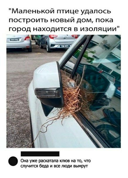 Маленькой птице удалось построить новый дом пока город находится в изоляции Она уже раскатапа клюв на то что случится беда и все люди вымрут